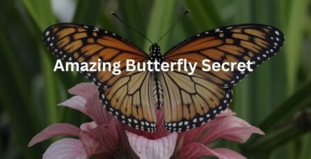 beautiful butterfly sitting on pink flower