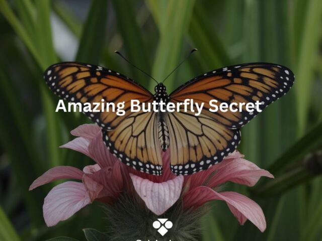 beautiful butterfly sitting on pink flower