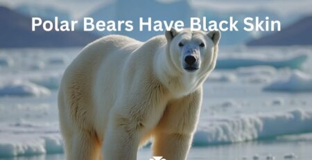 A polar bear on ice