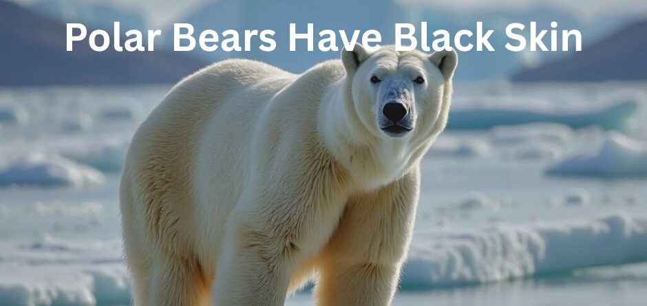 A polar bear on ice